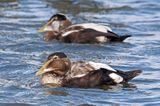 Common Eider
