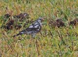 Fieldfare