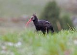 Northern Bald Ibis