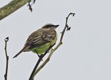 Piratic Flycatcher