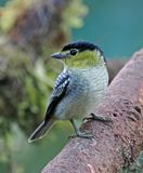 Barred Becard