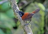 Bay Wren