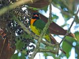 Orange-breasted Fruiteater