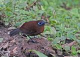 Zelendon´s Antbird
