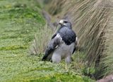 Black-chested Buzzard-Eagle