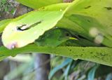 Green Honeycreeper