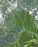 Orange-winged Amazon
