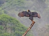 Greater Yellow-headed Vulture