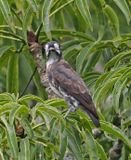 White-browed Purpletuft