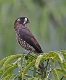 White-browed Purpletuft