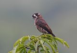 White-browed Purpletuft
