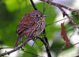 Black-streaked Puffbird