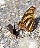 Butterfly San-Isidro