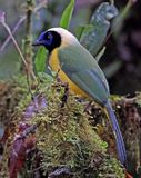 Inca Jay