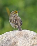 Yellow-browed Sparrow