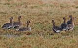 White-fronted Goose