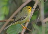 Orange-fronted Plushcrown