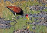 Wattled Jacana