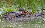 Black Caiman