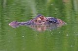 Black Caiman