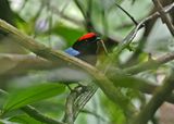 Blue-backed Manakin