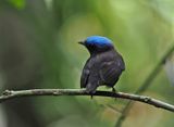 Blue-capped Manakin