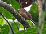 Brown Nunlet
