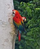 Scarlet Macaw