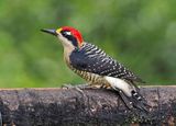 Black-cheeked Woodpecker