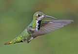 Black-throated Mango