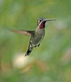 Long-billed Starthroat