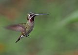 Long-billed Starthroat