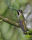 Long-billed Starthroat