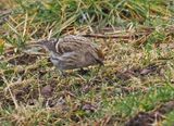 Common Redpoll