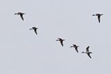 Northern Pintail