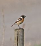 European Stonechat
