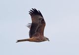Black Kite