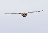 Short-eared Owl 