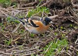 Brambling