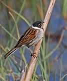 Reed Bunting