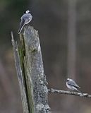 White Wagtail