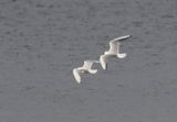 Black-headed Gull