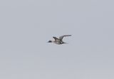 Northern Pintail