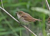 Blyths Reed Warbler