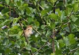 Blyths Reed Warbler