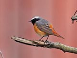 Common Redstart