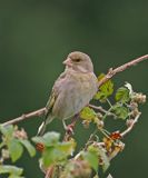 Greenfinch