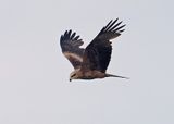 Black Kite