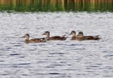Gadwall