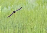 Common Swift